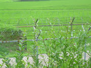 Korean Rice Paddy