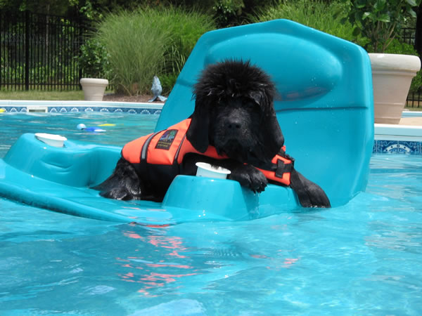 [Newf+Puppy+in+Pool+on+Raft.jpg]