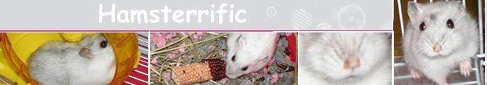 A Hamsterrific Blog