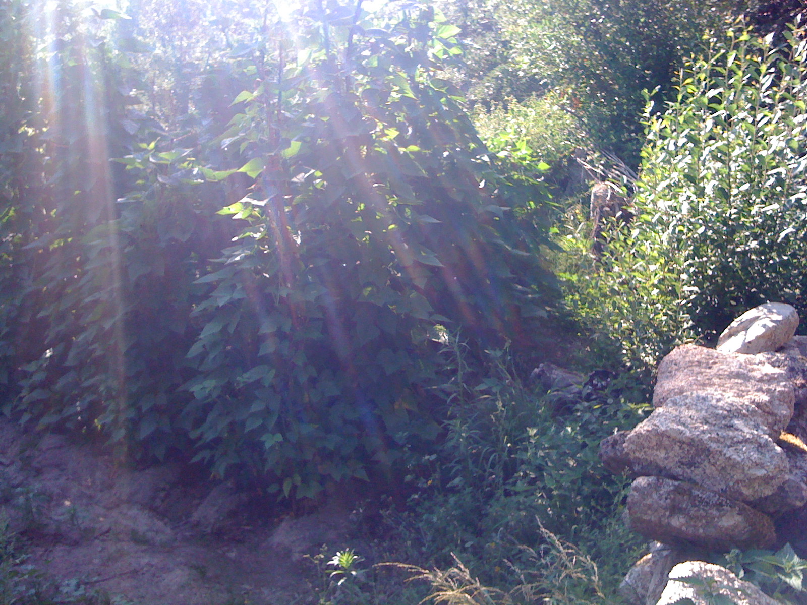 [IMG_0377.jpg]