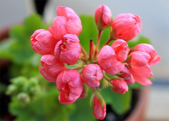 'Patricia Andrea' | Twins Pelargonium