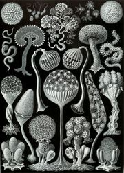 [180px-Haeckel_Mycetozoa.jpg]