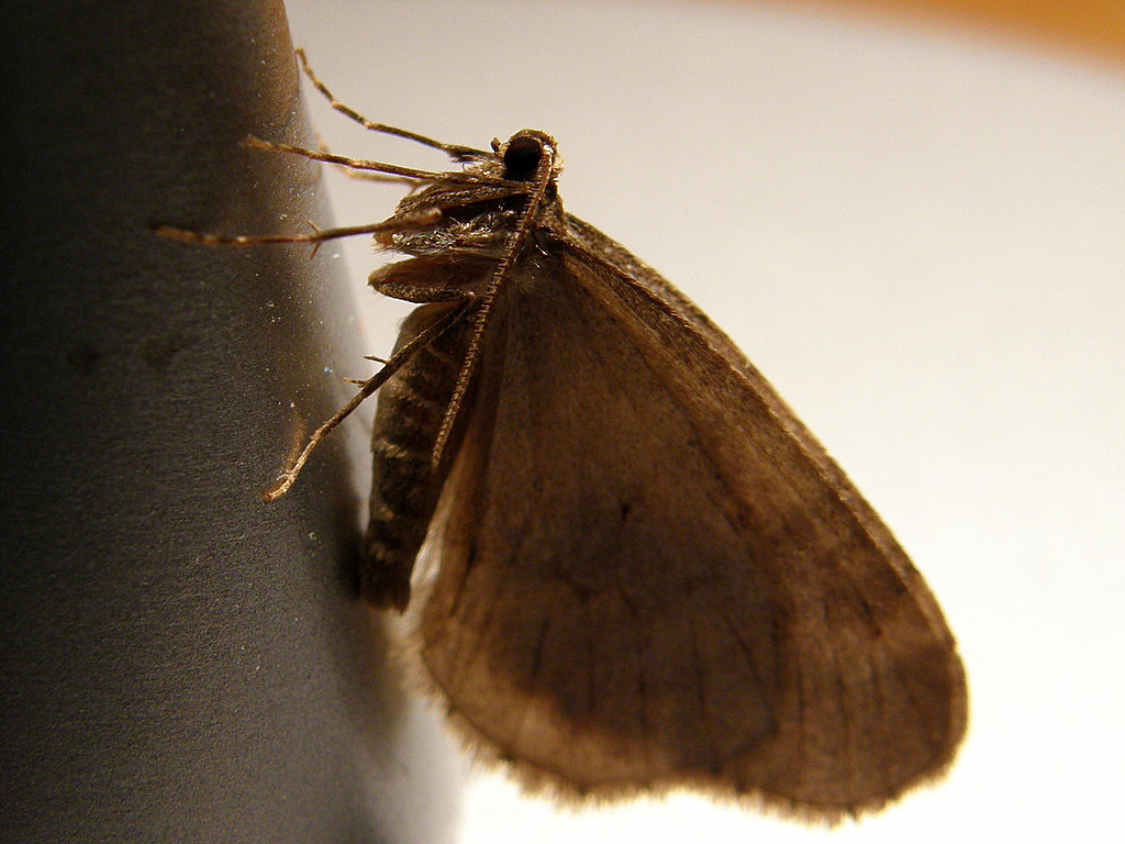 Wanderin' Weeta (With Waterfowl and Weeds) The moths who came in from