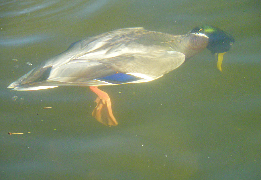 Wanderin' Weeta (With Waterfowl and Weeds) Pair o' ducks