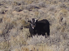 Area 51 Cow