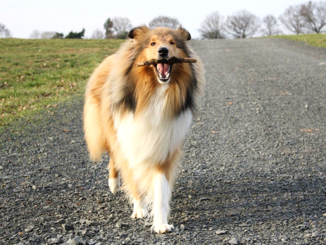 Natürlich kann man ohne Hund leben&hellip;. März 2010