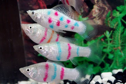 Aquarium fish exporter from Asia Tattoo fish