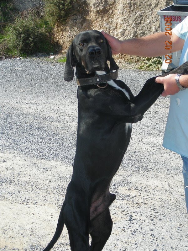 bir av köpeği cinsi bulmaca