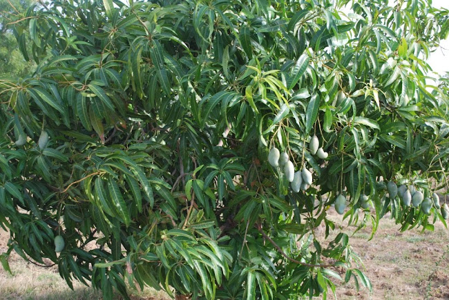 Mango Grove 0