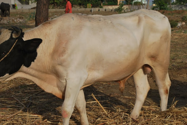 The bulls for Natural Insemination