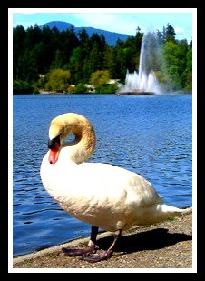 [swan+lake..jpg]