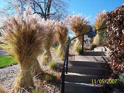 JeffCo Gardener: “Harvesting” Tall Ornamental Grasses by Gardener Dave