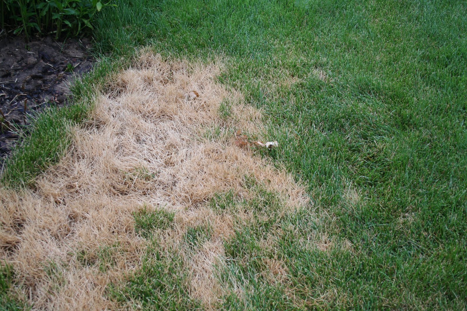 Jeffco Gardener Brown Spots In The Lawn By Mary Small