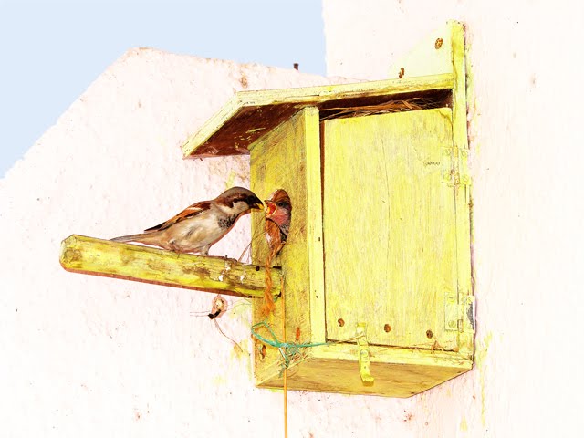 Nesting of House-Sparrow