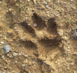 Canis lupus signatus