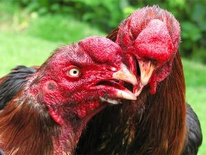 Jurnal Laporan Ayam Jago Bunuh Pemiliknya Gambar Terbesar