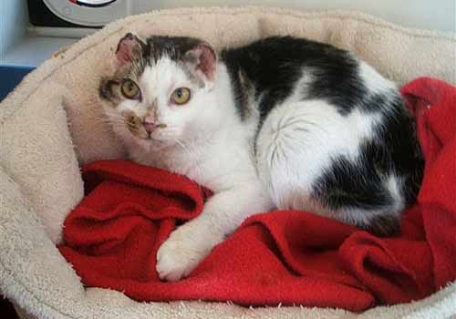 обморожения у собак и кошек. обморожение ушей у кошек.