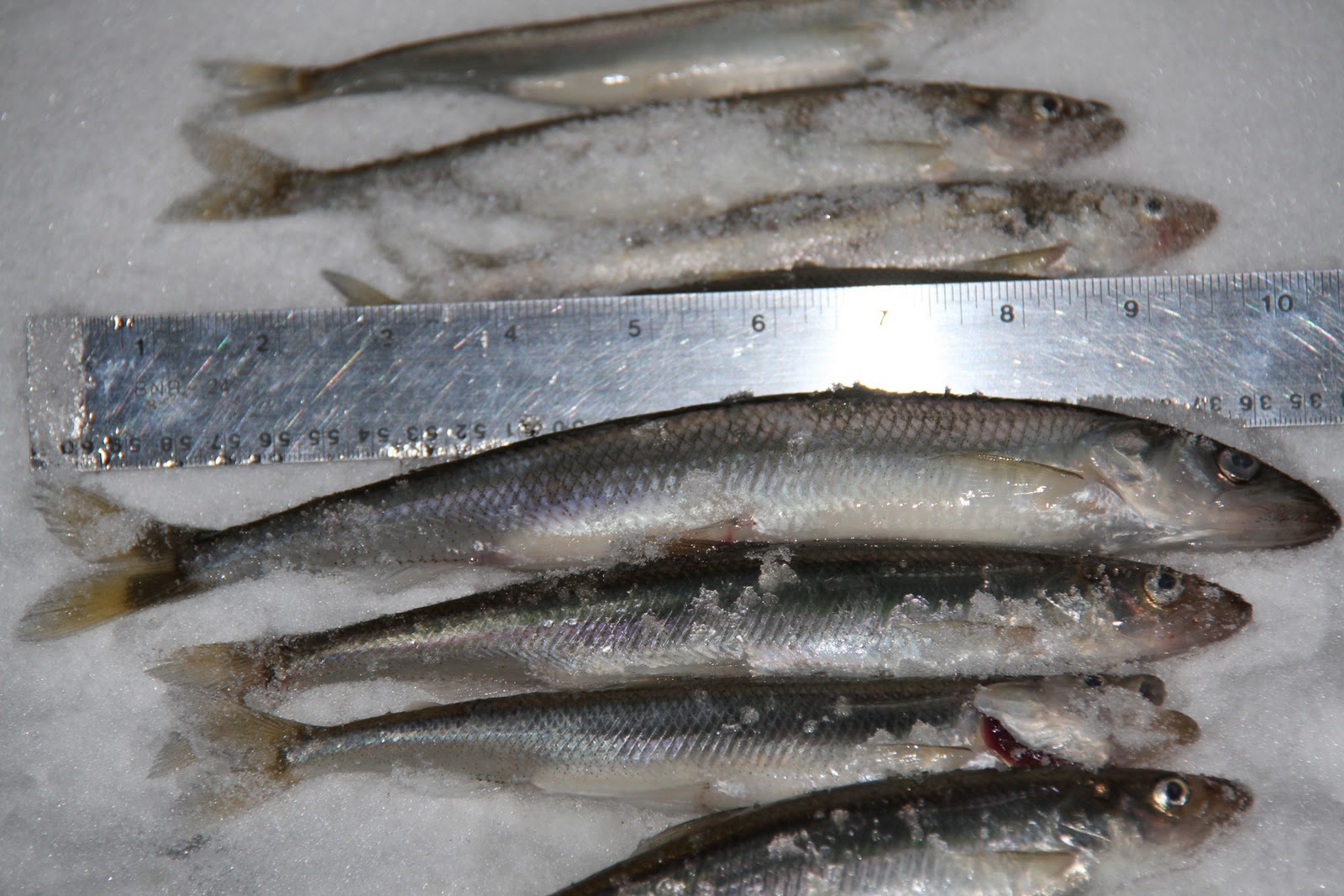 ShutterWi: Smelt fry ahead. 