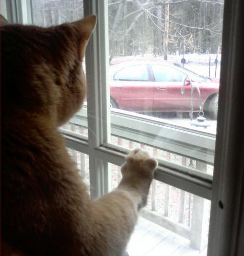 [funny-pictures-cat-gets-ready-to-untie-the-dog.jpg]