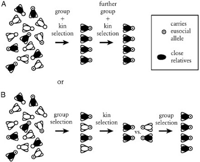 Explain The Importance Of Natural Selection Explain The Importance Of Natural Selection
