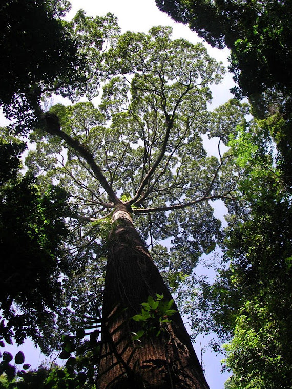 Top pics from Borneo trip 2008
