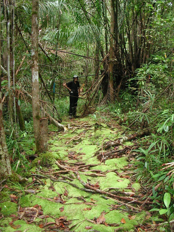 Top pics from Borneo trip 2008