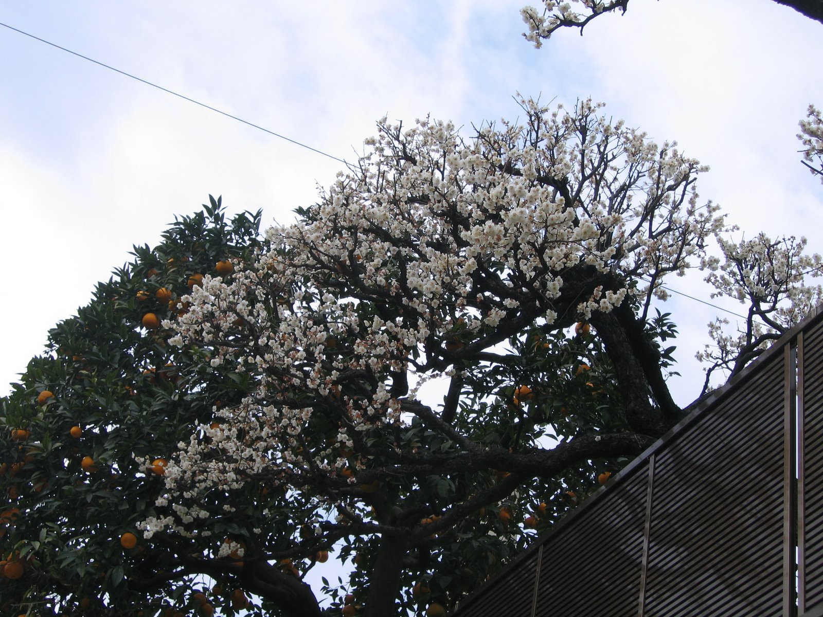 [Orange+tree+and+blossoming+plum+tree.jpg]