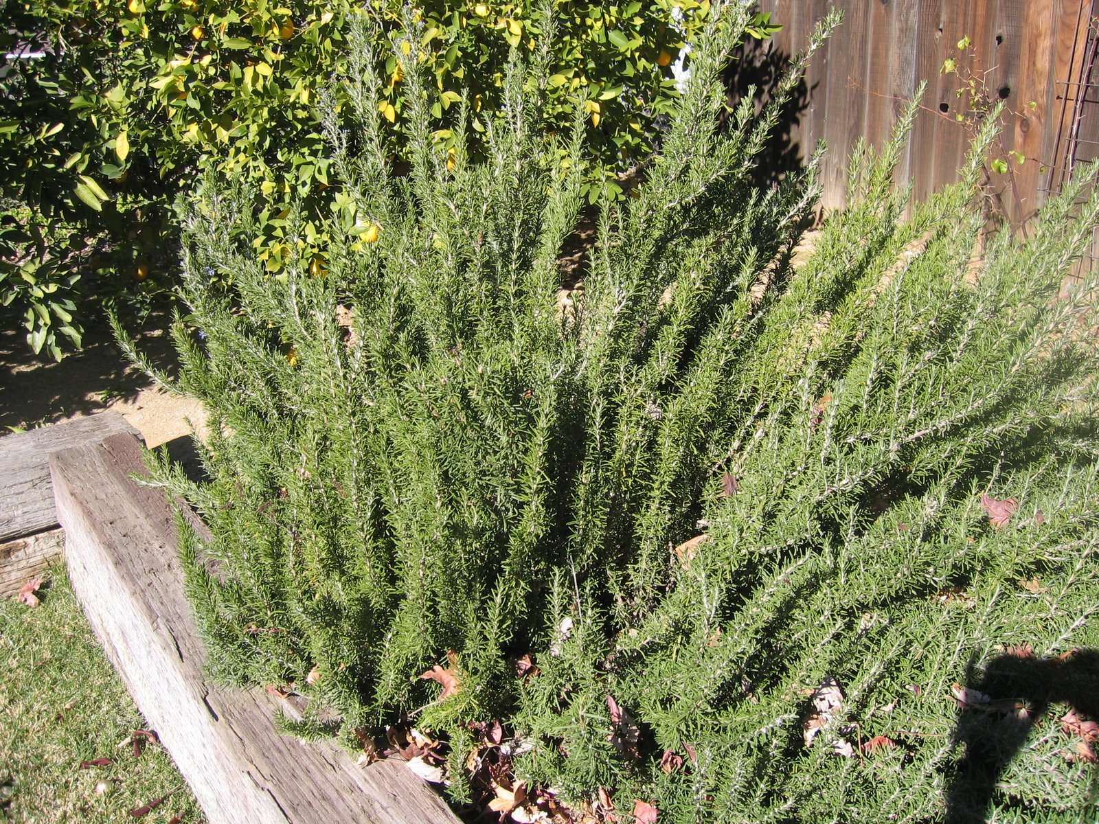 [blog+january+09+009.JPG]