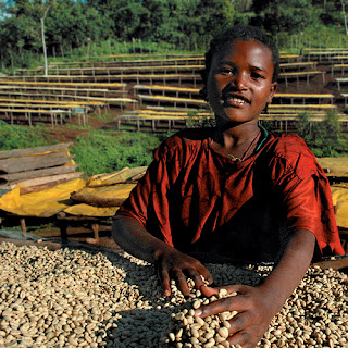 On the Ethiopia farm – Kochere Cooperative