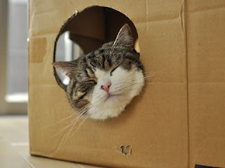 紙箱貓 小圓