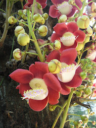 Flower collection