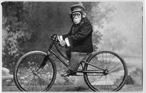 scimmia+sulla+bici.jpg