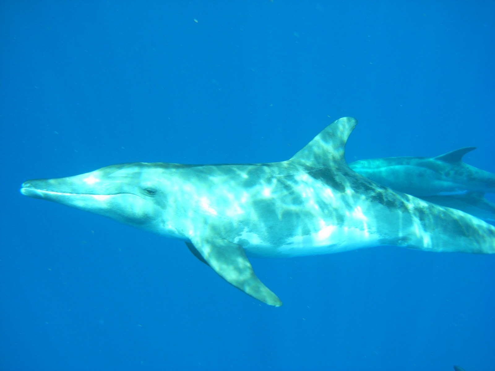 Tropical Marine Ecology 2011 October 2010