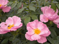 Apple Jack blooms fragrant