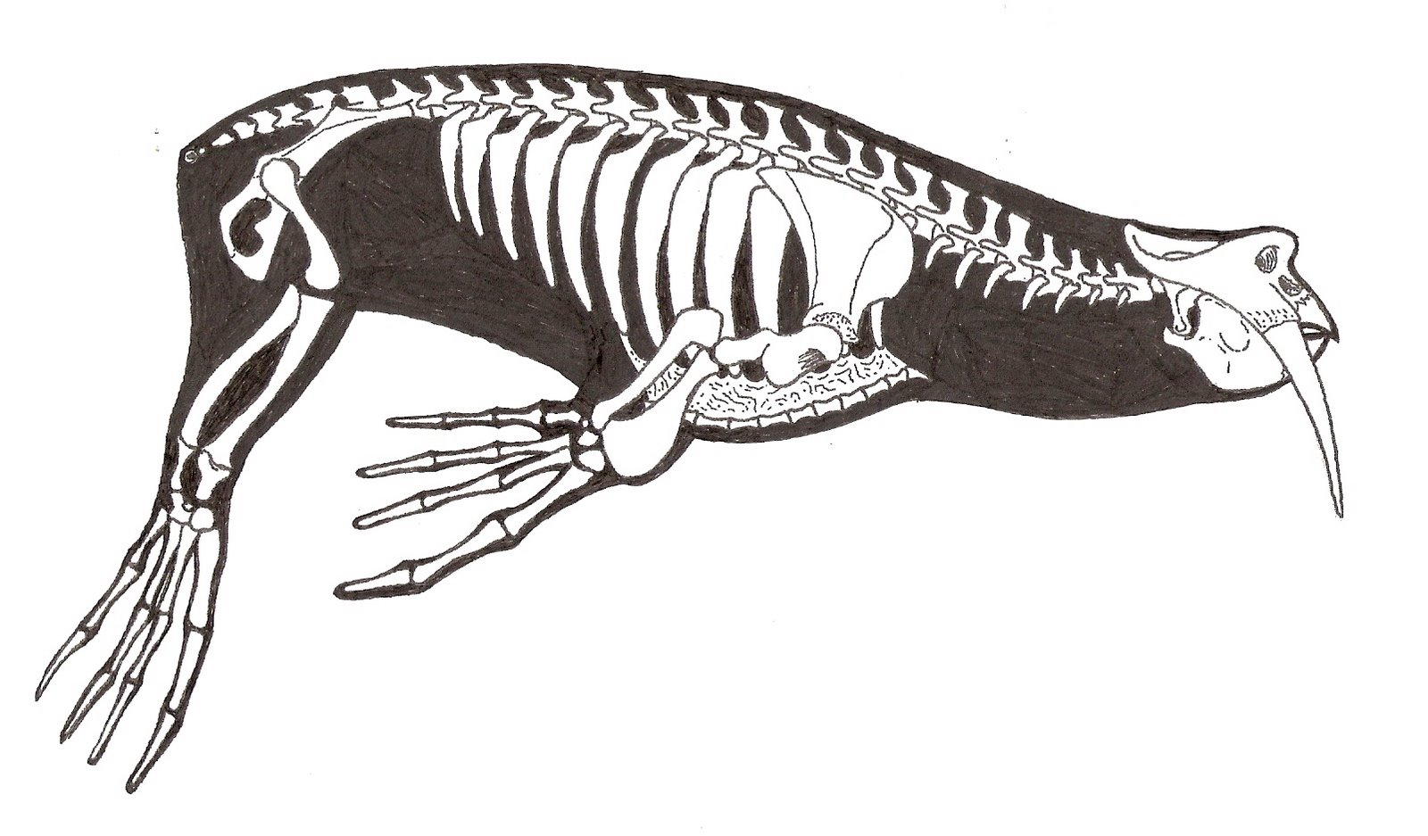 Скелет задних конечностей у млекопитающих. Строение ластоногих скелет. Задние конечности ластоногих. Скелет нерпы анатомия. Скелет сивуча.
