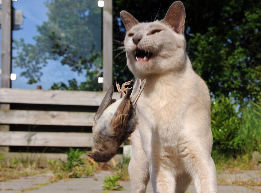 Nico Schulte: Blij met een dode mus?