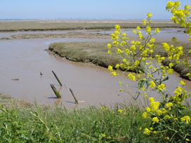salt marsh at the Naze