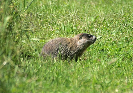Satisfied Groundhog Day! Early Spring Predicted!