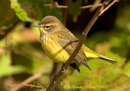 STOKES BIRDING BLOG: Palm Warbler Migration Now!