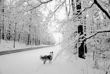 February Snow