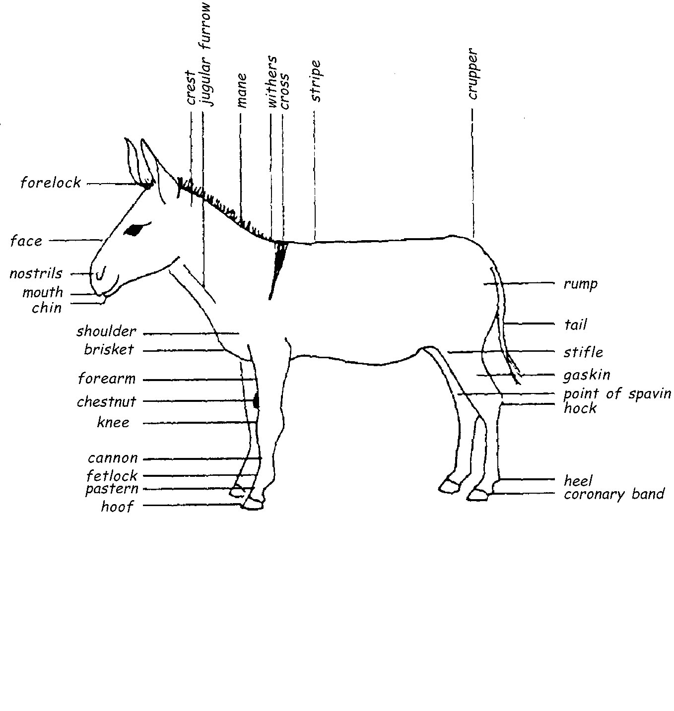 tapo-tanzania-animals-protection-organization-donkey-part