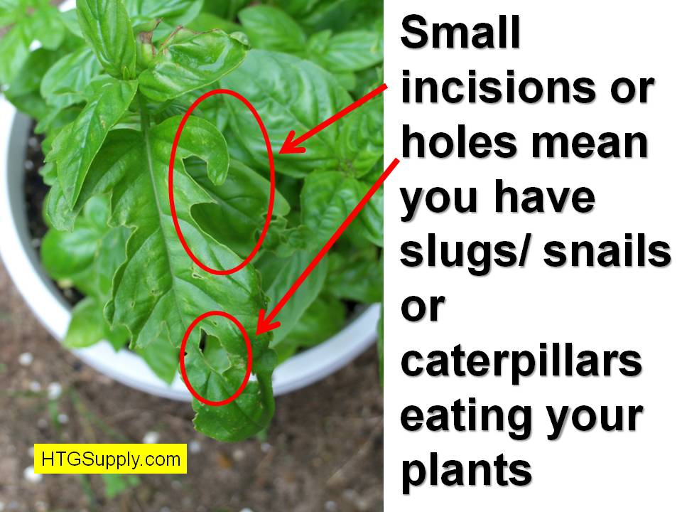 Htgsupplys Ask The Doc Pests Snails And Slugs Like Aphids Root White Flies Spider Mites Soil Gnats But There Are Others That Often Don T Get In Your House Can Be A