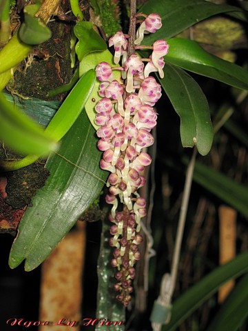 BẮT ĐẦU :CRICK VÀO HOA PHONG LAN