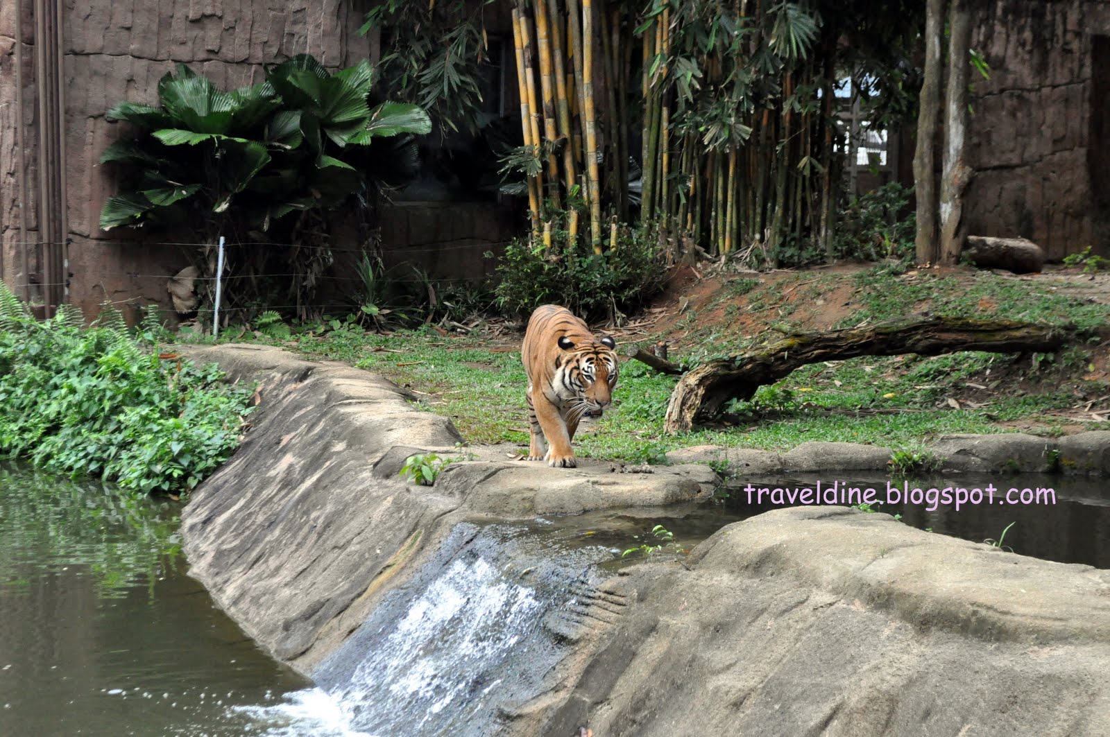 Travel and Dining Experience Zoo Melaka