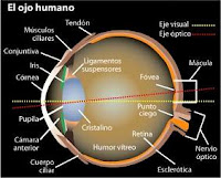 Partes del ojo y los ojos rojos en medicina natural