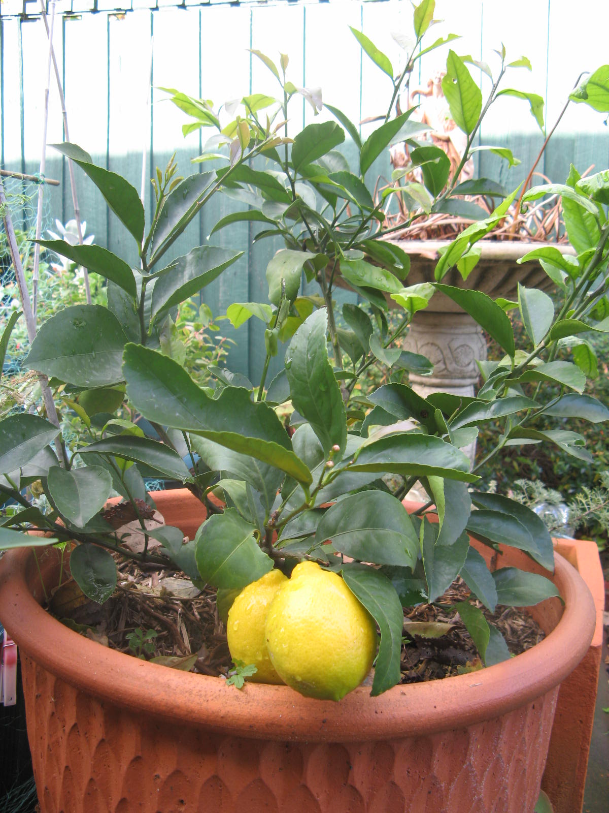 Gina's blog Dwarf lemon tree