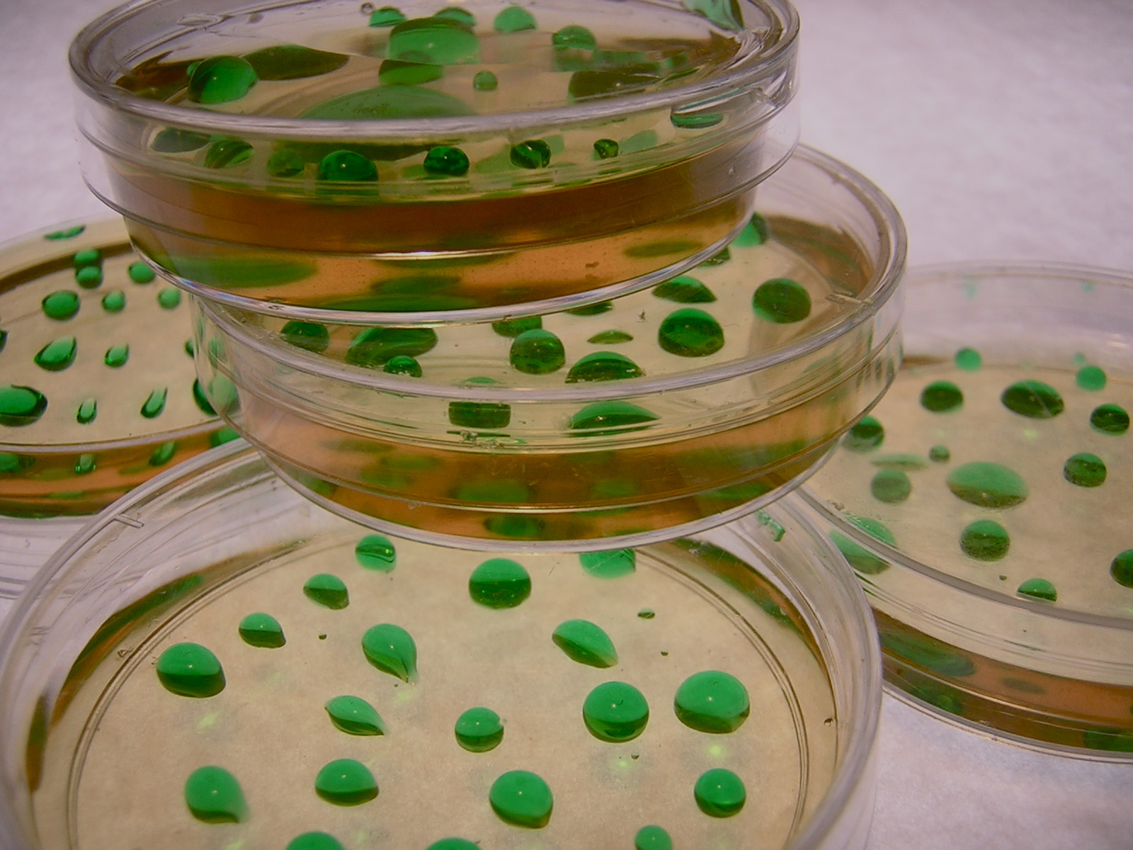 Gelology Edible Petri dishes