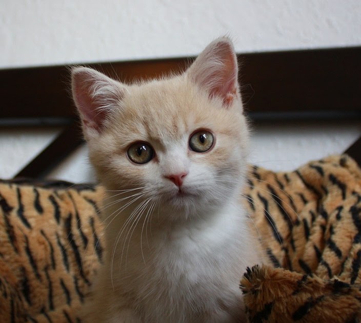 Britisch Kurzhaar (BKH) Kitten und Britisch Langhaar Katzenbabys: Tinja