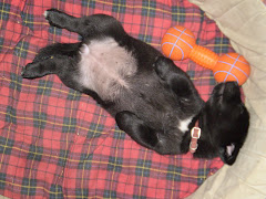 Lulu at 7 weeks old