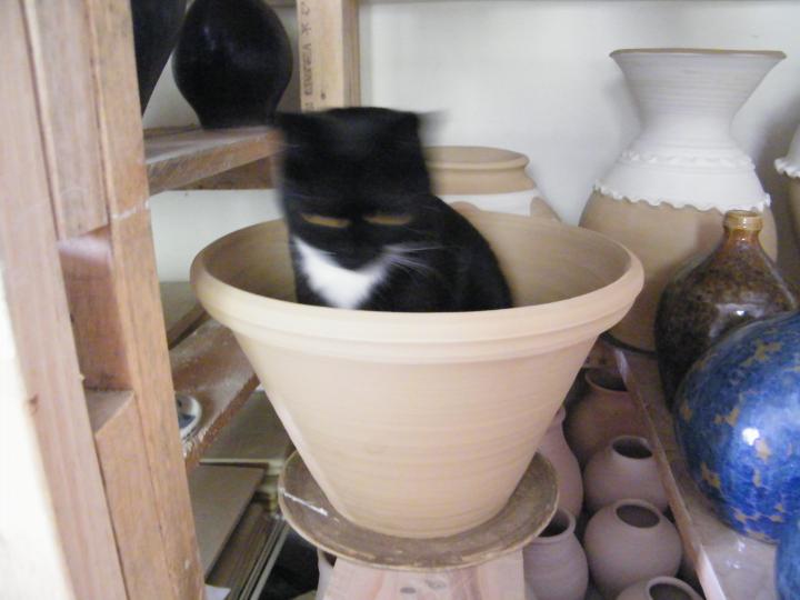 New Pots & Dunedin NZ meets Dunedin Florida!